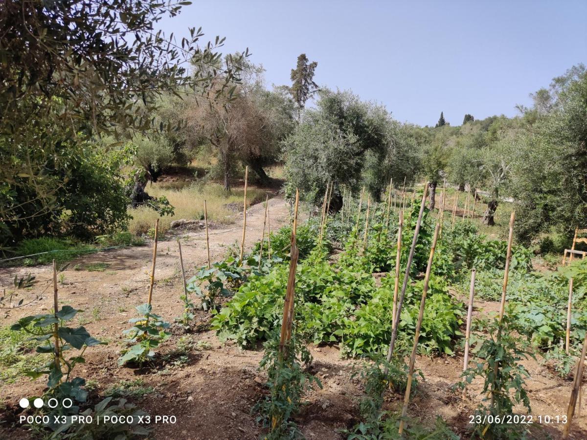 Corfu Oasis Studio Neochorakion Exteriér fotografie